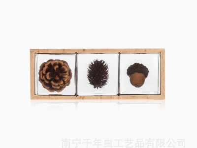 昆虫琥珀标本 植物果壳标本 9种水晶植物套装 跑江湖礼品工艺品图5