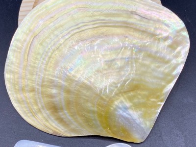 天然贝壳制作餐盘勺子套装 金蝶贝餐盘 珍珠蚌壳勺子 鱼子酱餐具图3