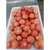 采购出口西红柿